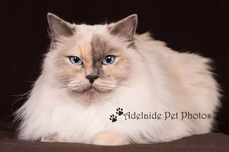 Adelaide Pet Photography